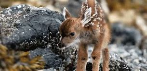 Image result for Winter Fawn Gifs