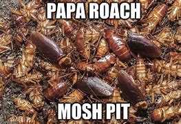Image result for Papa Roach Dog Meme