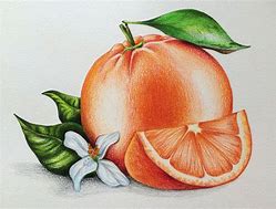 Image result for Orange Pen Drawing