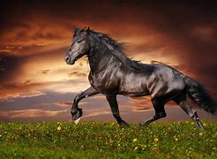 Image result for Amazing Horse Background