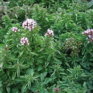 Image result for Origanum vulgare