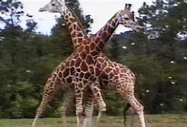 Image result for Planet Funniest Animals