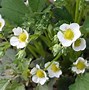 Image result for Fragaria x ananassa Mariguette