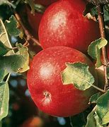 Image result for Semi-Dwarf Cortland Apple Tree