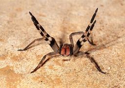 Image result for Biggest Spider Bite in the World