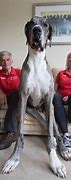 Image result for World Biggest Tallest Dog