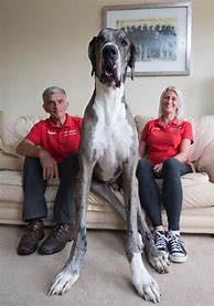 Image result for The World's Biggest Dog