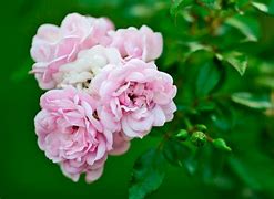 Image result for White with Light Pink