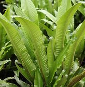 Image result for Phyllitis scolopendrium