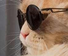 Image result for Cat Sunglasses Meme