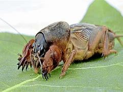 Image result for mole cricket
