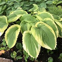 Bildergebnis für Hosta Bridal Falls