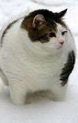 Image result for Super Cute Fat Cats