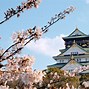 Image result for Cherry Blossoms Osaka Japan