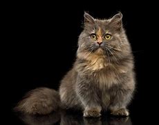 Image result for Long Hair Munchkin Cat