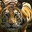 Image result for Imagenes De Tigre ES