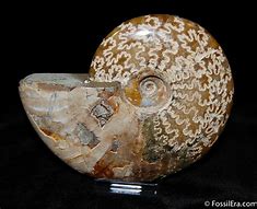 Image result for Polished Ammonite Fossils