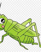 Image result for Cricket Bug Drawing