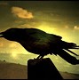 Image result for A Black Crow
