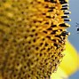 Image result for Cool Bee