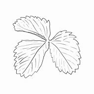 Image result for Vector Strawberry Leaf