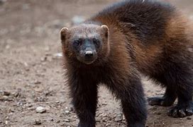 Image result for Scary Wild Animals
