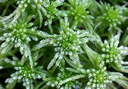 Image result for Peat Moss Plants