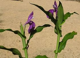 Image result for Roscoea auriculata