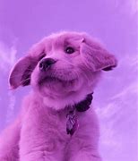 Image result for Real Cute Baby Puppies