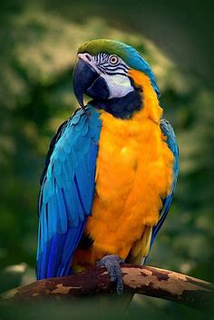 Blue and Gold Macaw Ara ararauna Photograph by Nathan Abbott - Pixels