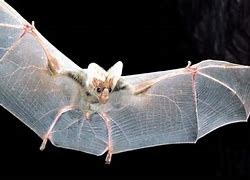 Image result for Scary Bats