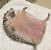Image result for What Does Hedgehog Poop Look Like