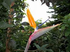 fiore uccelli paradiso uccello paradiso fiore immagine gratis domain fiore uccelli paradiso uccello paradiso fiore immagine gratis domain
