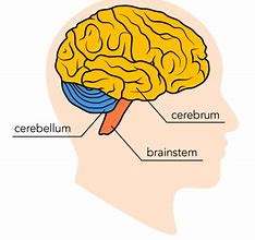 Image result for Brain Stem Parts and Functions