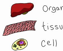 Image result for Tissue Cell