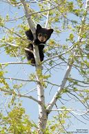 Image result for Bear Cub Hug