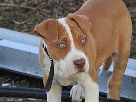 Image result for Red Pitbull Puppy