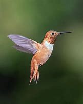 Image result for Male Hummingbird