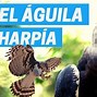 Image result for aguial