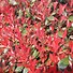 Image result for Photinia fraseri Carré Rouge