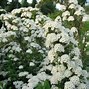 Image result for Spiraea nipponica Snowmound