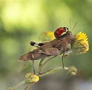 Image result for Ladybug Grasshopper