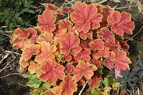 Image result for Heuchera Tiramisu