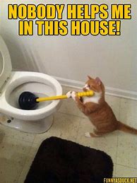 Image result for Busy Cat Meme