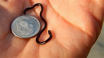 Image result for Biggest Smallest Things in the World