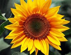 Image result for Bing Sunflower Wallpaper