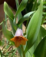 Image result for Fritillaria minuta