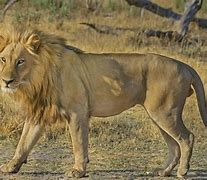 Image result for Animals On Land