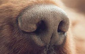 Image result for Canine Nasal Anatomy