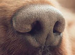 Image result for Dog Nose Anatomy